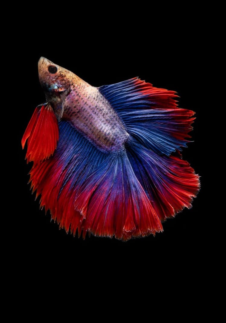 The Promethean Fish